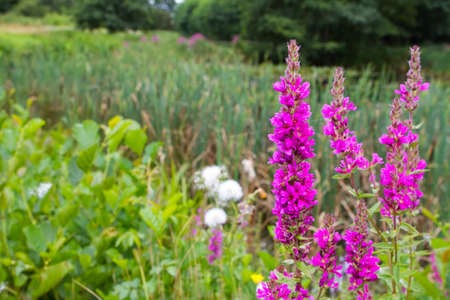 tall pink lythrum plantsgrowing near a river