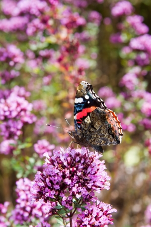 red admiral butterfly resting on a purple flowerの写真素材