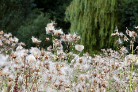 Thistle down on Cirsium arvense - Creeping Thistle  Seed dispersal by wind  の写真素材