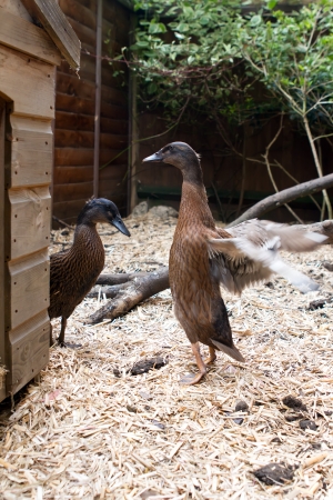 A pair of pet Khaki Campbell ducks in the garden, one flapping her wingsの写真素材