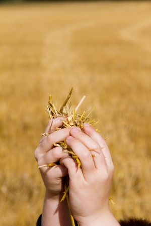 boys hands holding up cut wheatの写真素材