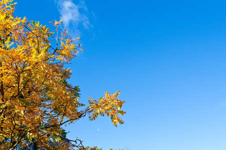 autumn tree with blue sky backgroundの写真素材
