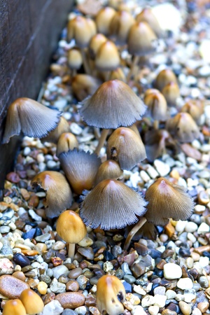 small mushrooms growing amongst the gravelの写真素材