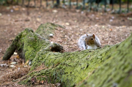 cheeky squirrel peeking over a tree rootの写真素材