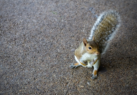 cheeky squirrel posing on the concrete floorの写真素材