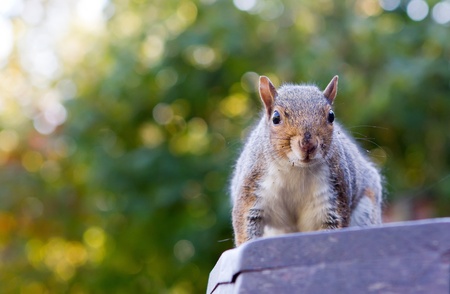 cute squirrel on a park benchの写真素材