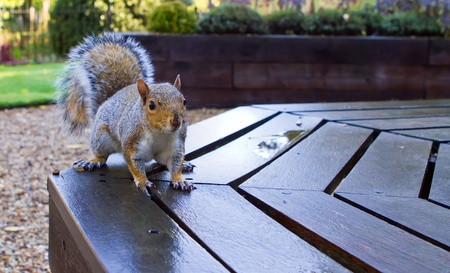 cute squirrel on a park benchの写真素材