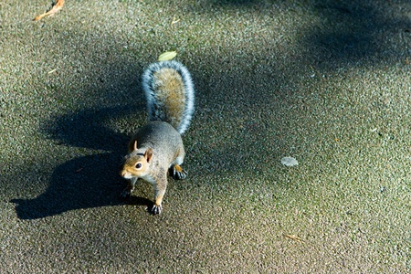 cute squirrel on the tarmacの写真素材