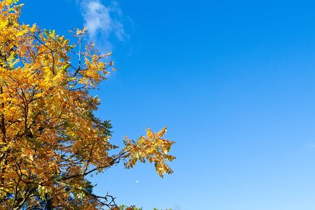 autumn tree with blue sky backgroundの写真素材