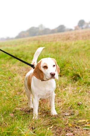 Beagle being walked on a lead in the fieldの写真素材