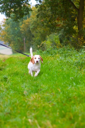 Beagle being walked on a lead in the fieldの写真素材