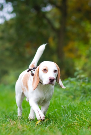 Beagle being walked off a lead in the fieldの写真素材