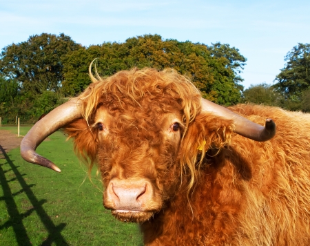Highland cow in a green grass fieldの写真素材