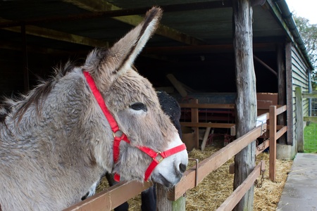 Donkey looking out from within his stableの写真素材
