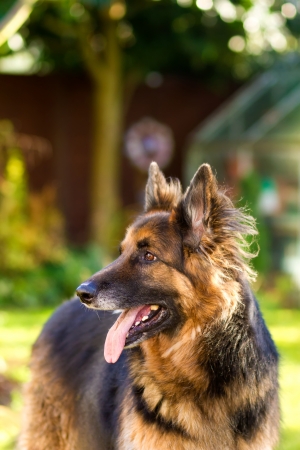 german Shepherd dog in the gardenの写真素材