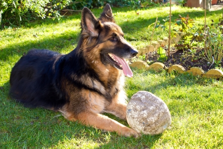 german Shepherd dog in the gardenの写真素材