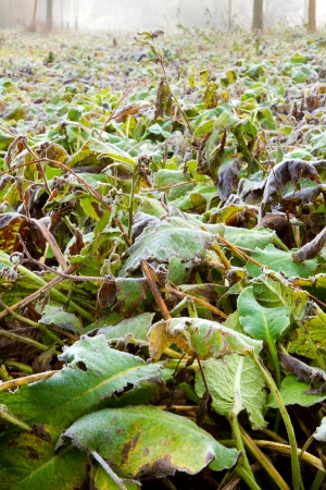 frozen hungle leaves low downの写真素材