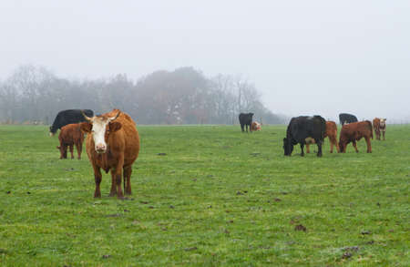 Dairy cows out in the morning mistの写真素材