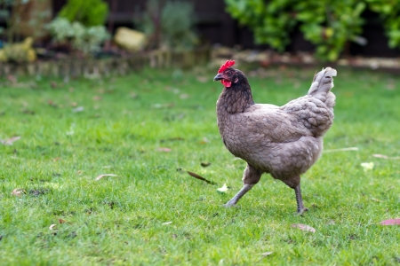 bluebell chicken in the gardenの写真素材