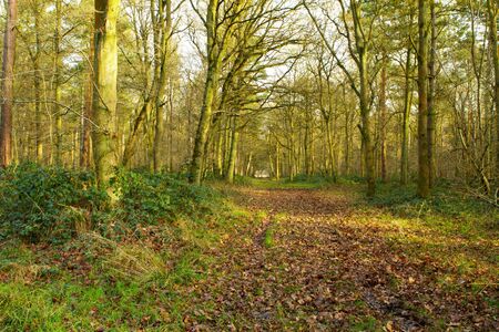 english countryside scene on a cold winters dayの写真素材