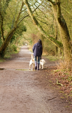 female walking two labradoes along a country pathの写真素材