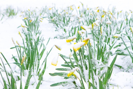 Braintree, Essex, UK. 23rd March 2013. A spring snow storm arrives overnight, leaving the blooming daffodils covered in a layer of snowのeditorial素材