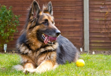 german shepherd dog laying in the garden with a ball in his mouthの写真素材