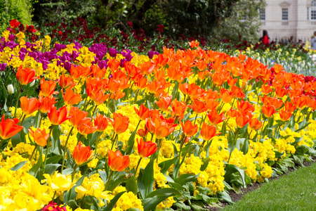 a variety of bright colourful spring flowers blooming in St James Parkの写真素材