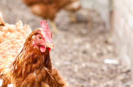 rhode island red hybrid chicken in the back gardenの写真素材