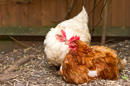 rhode island red hybrid chicken in the back garden with a sussex whiteの写真素材