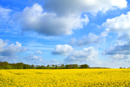 rapeseed oil field in the English countrysideの写真素材