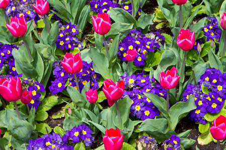 a variety of bright colourful spring flowers blloming in St James Parkの写真素材