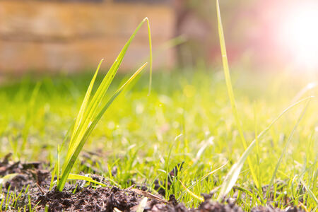 close up view of the grass in a garden shot from ground levelの写真素材