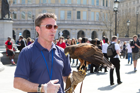 Trafalgar Square, London, UK,24th April 2013. This pigeon scaring harrier gets ready for a days workのeditorial素材