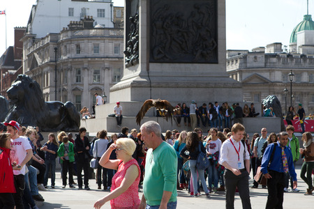 Trafalgar Square, London, UK,24th April 2013. This pigeon scaring harrier hawk flies amongst the crowdのeditorial素材