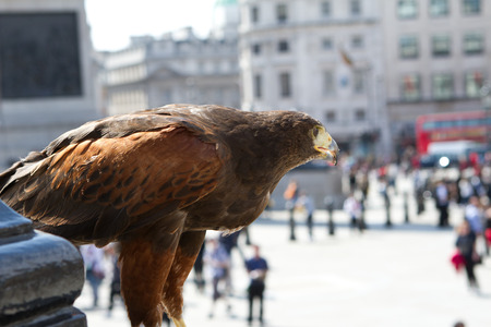 harrrier hawk in the cityのeditorial素材