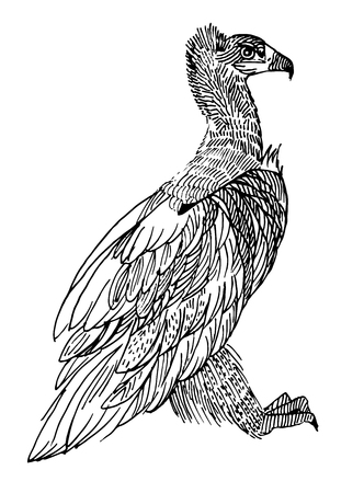 Black vulture. rare animals, vector illustrationのイラスト素材