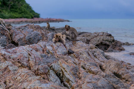 Monkeys seating on the stones of the monkey's island