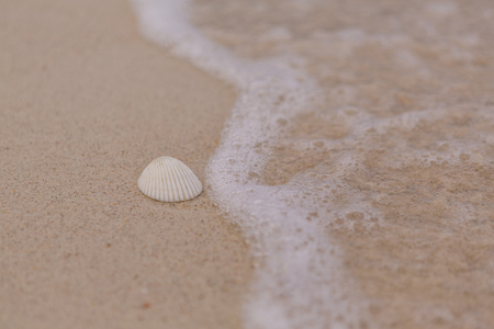 Sea shell and foam wave on the sandy beachの写真素材