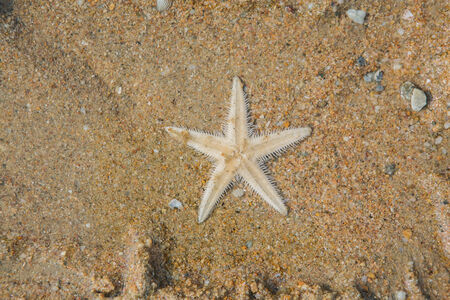A little starfish On the sand beachの写真素材