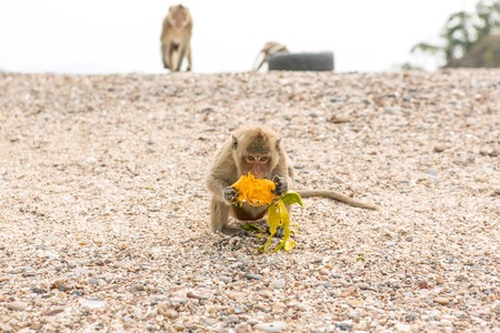 Small monkey eats raw mango on the beach.