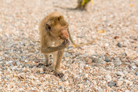 Monkey. Crab-eating macaque. Asia Thailand seats on the shore of the monkey islandの写真素材