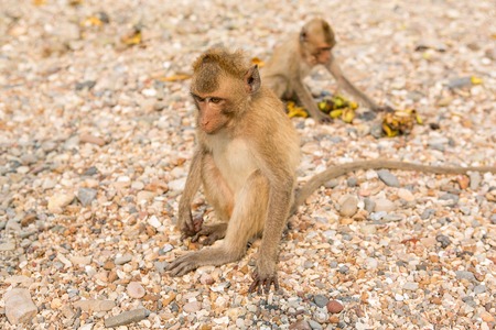 Monkey. Crab-eating macaque. Asia Thailand seats on the shore of the monkey islandの写真素材
