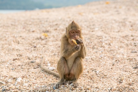 Monkey. Crab-eating macaque. Asia Thailand seats on the shore of the monkey islandの写真素材