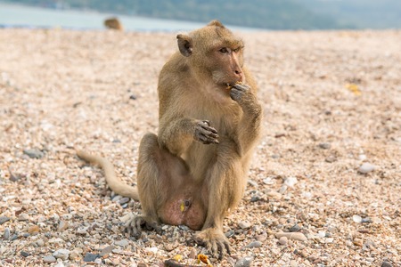 Monkey. Crab-eating macaque. Asia Thailand seats on the shore of the monkey islandの写真素材