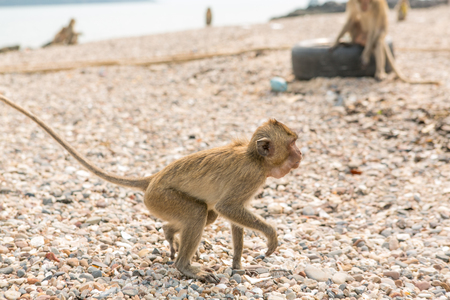 Monkey. Crab-eating macaque. Asia Thailand seats on the shore of the monkey island