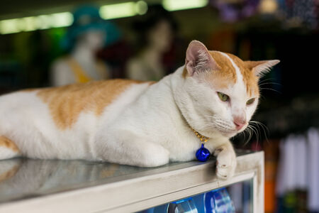 White and red cat with a blue pendant on the neckの写真素材