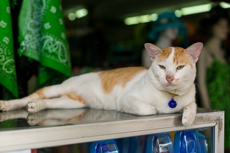 White and red cat with a blue pendant on the neckの写真素材