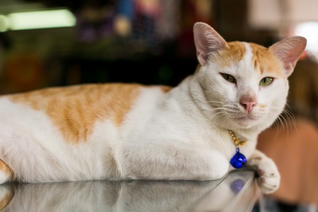 White and red cat with a blue pendant on the neckの写真素材