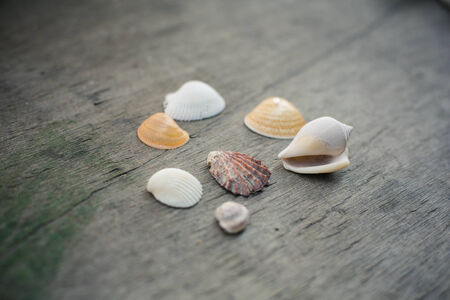 Seashells on the old grey wooden background.の写真素材